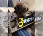 Small Photo #12 Labrador Retriever Puppy For Sale in BONAIRE, GA, USA