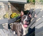 Small #1 American Pit Bull Terrier Mix
