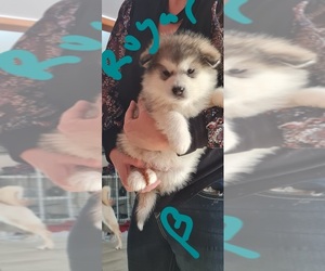 Alaskan Malamute Puppy for sale in CASS CITY, MI, USA