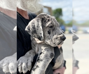 Great Dane Puppy for Sale in BALTIMORE, Maryland USA