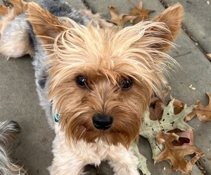 Father of the Yorkshire Terrier puppies born on 03/10/2024