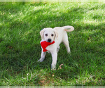 Small #2 Labrador Retriever