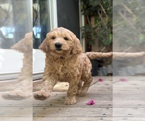 Goldendoodle Puppy for sale in CASTRO VALLEY, CA, USA