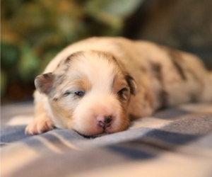 Australian Shepherd Puppy for sale in WESTFIELD, MA, USA