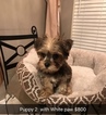 Small Photo #10 Shorkie Tzu Puppy For Sale in MONTGOMERY, AL, USA