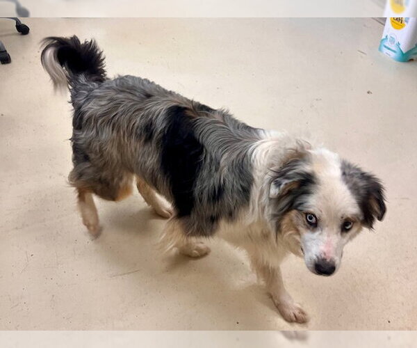 Medium Photo #3 Australian Shepherd-Unknown Mix Puppy For Sale in Webster, WI, USA