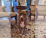 Small #1 American Staffordshire Terrier-Boxer Mix