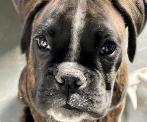 Boxer Puppy for sale in WEST POINT, VA, USA