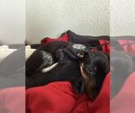 Small #4 Dachshund