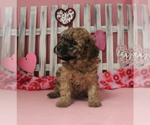Poodle (Toy) Puppy for sale in CHANUTE, KS, USA