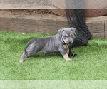 Puppy Puppy 11 Purple American Bully