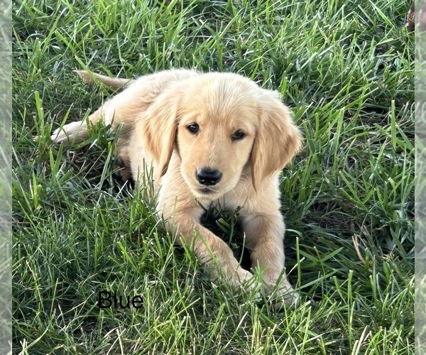 Medium Photo #1 Golden Retriever Puppy For Sale in CONCORDIA, MO, USA