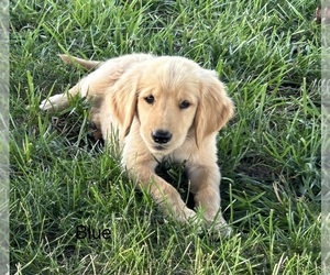 Golden Retriever Puppy for sale in CONCORDIA, MO, USA