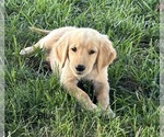 Small Golden Retriever