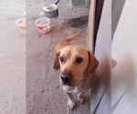 Small #2 Labrador Retriever