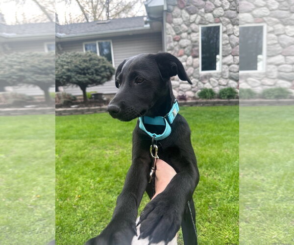 Medium Photo #2 Labrador Retriever-Unknown Mix Puppy For Sale in Marine City, MI, USA