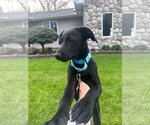 Small #1 Labrador Retriever Mix