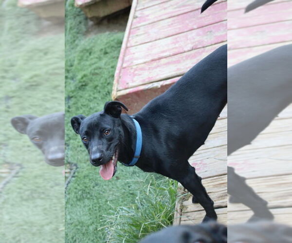 Medium Photo #3 Labrador Retriever-Unknown Mix Puppy For Sale in garner, NC, USA