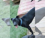 Small #2 Labrador Retriever Mix