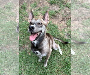 Ladybug - Female Mutt Dog for Adoption - Photo #2