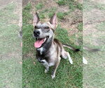 Small Photo #2 Mutt Puppy For Sale in Mount Pleasant, SC, USA