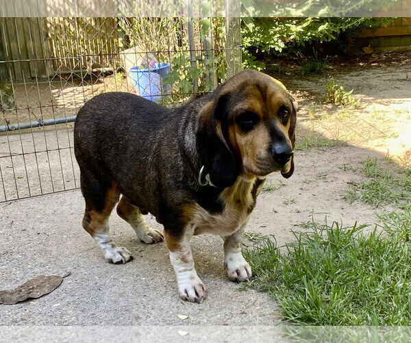 Medium Photo #6 Bagle Hound Puppy For Sale in Chesapeake, VA, USA