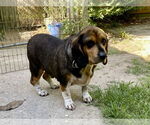 Small #5 Bagle Hound