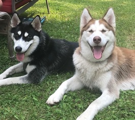 Father of the Siberian Husky puppies born on 10/04/2018