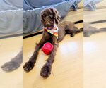 Small #5 Poodle (Standard) Mix