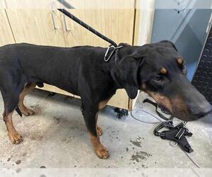 Doberman Pinscher Dogs for adoption in Camarillo, CA, USA