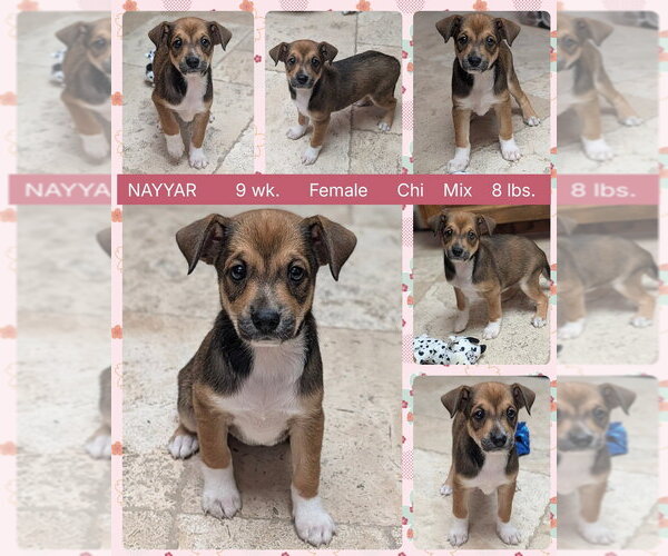 Medium Photo #1 Chiweenie Puppy For Sale in Mesa, AZ, USA