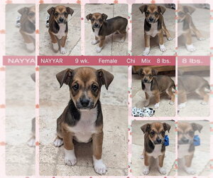 Chiweenie Dogs for adoption in Mesa, AZ, USA