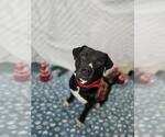 Small Photo #1  Puppy For Sale in , 