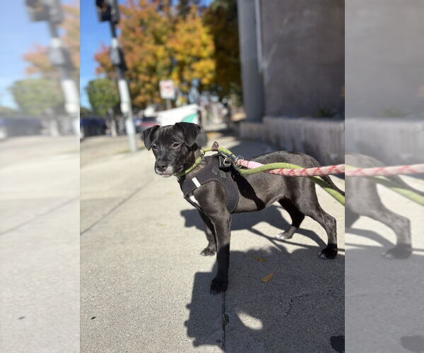 Medium Photo #2 Italian Greyhound-Labrador Retriever Mix Puppy For Sale in Studio City, CA, USA