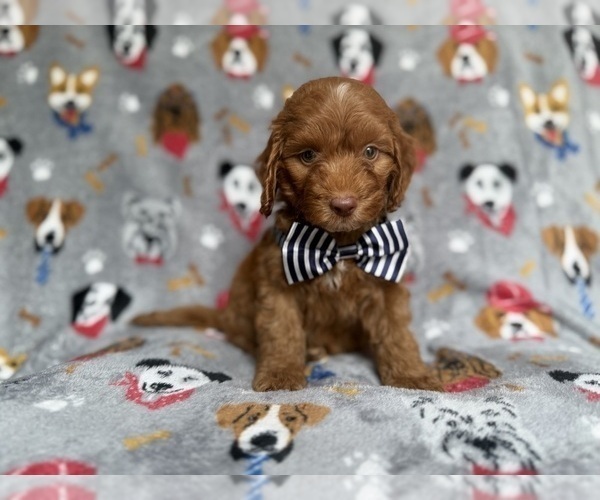 Medium Photo #4 Cockapoo (Miniature) Puppy For Sale in LAKELAND, FL, USA
