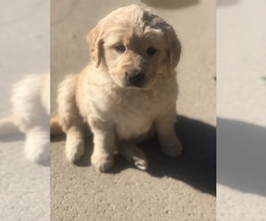 Golden Retriever Puppy for sale in THOUSAND OAKS, CA, USA