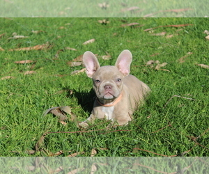 French Bulldog Puppy for sale in CHULA VISTA, CA, USA