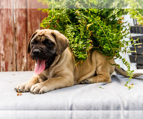 Medium Photo #50 Mastiff Puppy For Sale in WAKARUSA, IN, USA