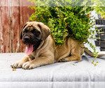 Small Photo #50 Mastiff Puppy For Sale in WAKARUSA, IN, USA