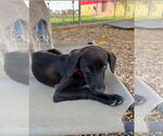 Small #3 Labrador Retriever Mix