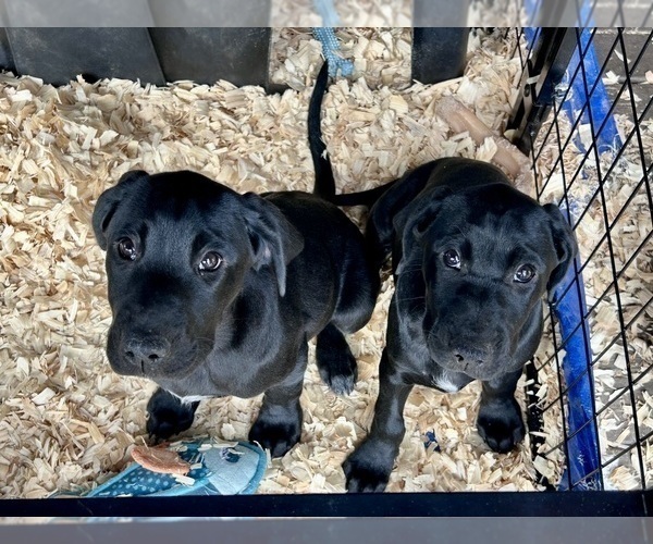 Medium Photo #3 German Shorthaired Lab Puppy For Sale in TACOMA, WA, USA