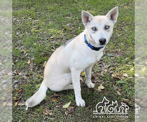 Medium Photo #1 Siberian Husky-Unknown Mix Puppy For Sale in Irvine, CA, USA