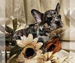 Puppy Bart French Bulldog