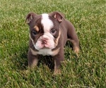 Small #6 English Bulldog