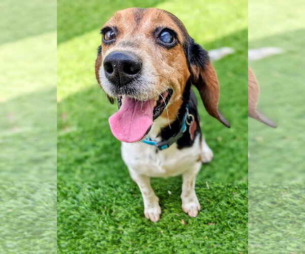 Medium Photo #3 Beagle Puppy For Sale in Tampa, FL, USA