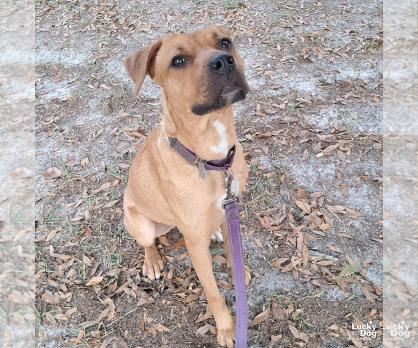 Medium Photo #2 Retriever -Unknown Mix Puppy For Sale in Washington, DC, USA