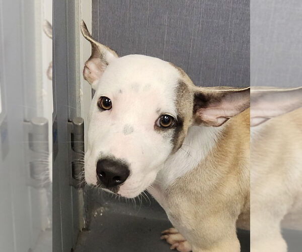 Medium Photo #1 Mutt Puppy For Sale in Hilton Head, SC, USA