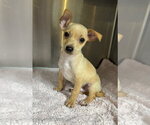 Small #1 Chihuahua Mix