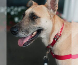 German Shepherd Dog-Unknown Mix Dogs for adoption in San Jose, CA, USA