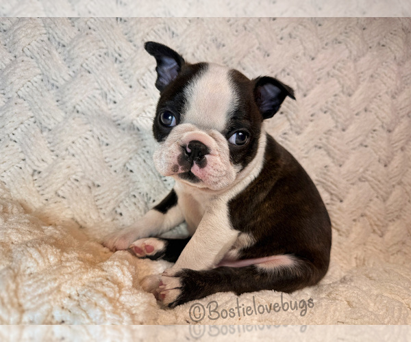 Medium Photo #1 Boston Terrier Puppy For Sale in ODENVILLE, AL, USA